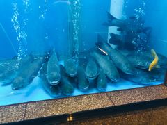 -淘米捞·米汤脆鲩鱼火锅(福田皇岗店)