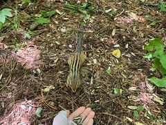 -五营红松林海景区