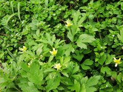 -三圣花乡旅游区