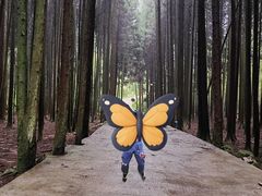 -武陵山森林公园