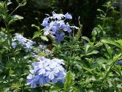-松山湖梦幻百花洲