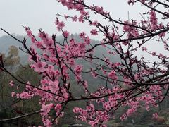 -桃花岭景区