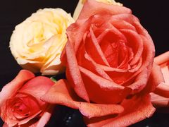 -春草居酒屋·晴子の店