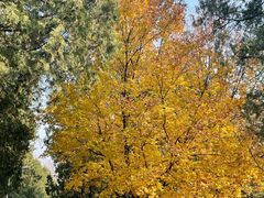 -北京鹫峰国家森林公园