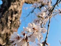 -桃花堤公园