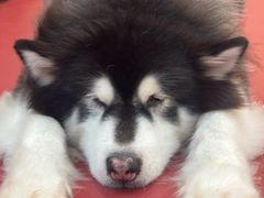 -和它·交个朋友·狗咖猫咖(爱琴海店)