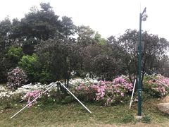 -梧桐山风景名胜区