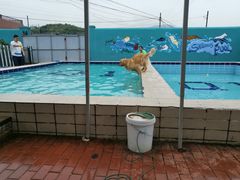 -趣玩宠物乐园寄养训犬训狗游泳池