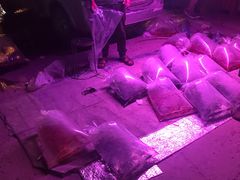 -中环花鸟鱼虫市场