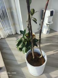 -HEYAN荷妍专业脱毛连锁机构