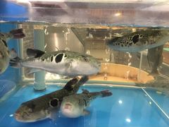 -红叶日料·放题·海胆·定食(星海店)