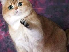 -Bastet sally猫舍购宠(静安店)