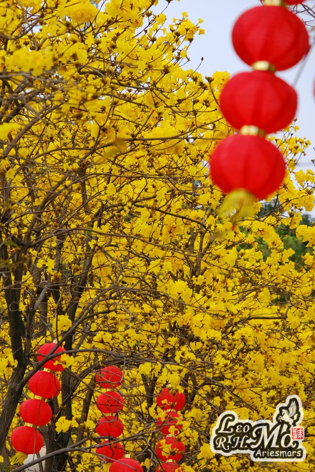 洲头咀公园黄花风铃图片