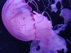 -成都浩海立方海洋公园