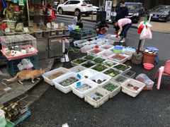 -清平路水族市场