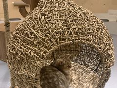 -飞行喵MR PILOT|猫舍·猫咖(静安大融城店)