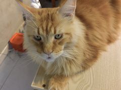 -Heymao猫咖.咖啡厅(东门店)