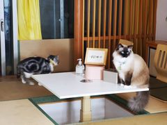 -猫在这儿猫咪咖啡馆·撸猫馆