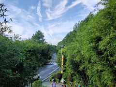 -铁山坪森林公园