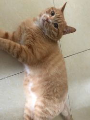 -飛凡TATTOO纹身•原创