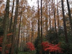 -东平国家森林公园