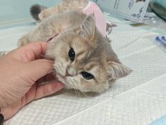 -达爱动物医院·犬猫分区·CT·复杂眼科(远洋山水分院)