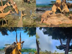 -国家自然博物馆