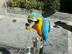 蓝黄金刚鹦鹉-那家小馆•北京菜•烤鸭(中关村店)