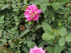 -人民公园(罗湖区)