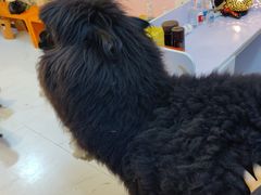 -我爱猫咪·猫咖·狗咖·安哥拉兔·羊驼咖(小寨华旗店)