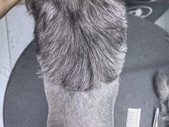 -PETKIT 小佩宠物·低压洗护·美容·寄养(安远店)