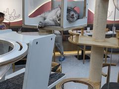 -喵园·猫主题咖啡厅·撸猫·猫咖(国贸店)