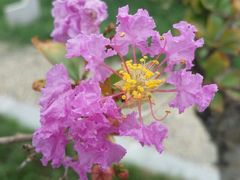 android_upload_pic-郑州植物园