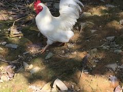 -泉州海丝野生动物世界