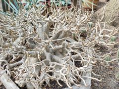 -南山植物园