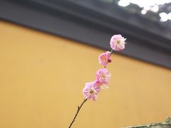 -慧因高丽寺