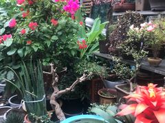 -曲阳花鸟市场(曲阳路店)