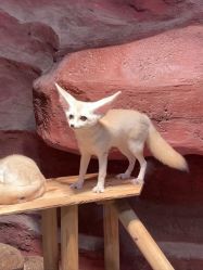 -Zoolung Zoolung动物主题公园(海信广场店)