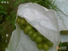 -马陆小张葡萄园农家乐