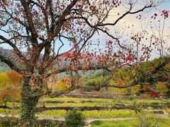 -塔川景区