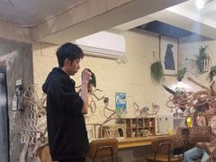 -吉丁鸟咖·异宠·寄养