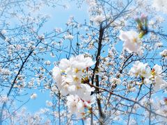 -西北湖绿化广场