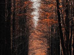 -上海滨江森林公园