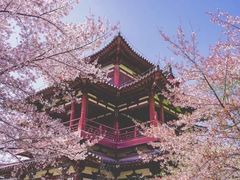 -西安青龙寺遗址景区