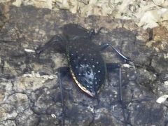 -上海大自然野生昆虫馆(东方明珠·爬宠昆虫探索中心)