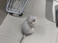 -怪兽屋·羊驼·猫咖·狗咖(俊华广场店)