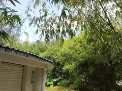 -深圳仙湖植物园