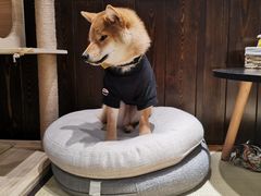 -逗柴咖啡屋·狗咖猫咖宠物桌游