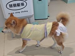 -怪兽屋·羊驼·猫咖·狗咖(俊华广场店)