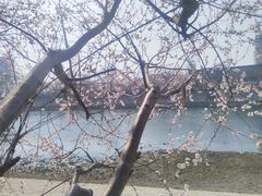 -桃花堤公园